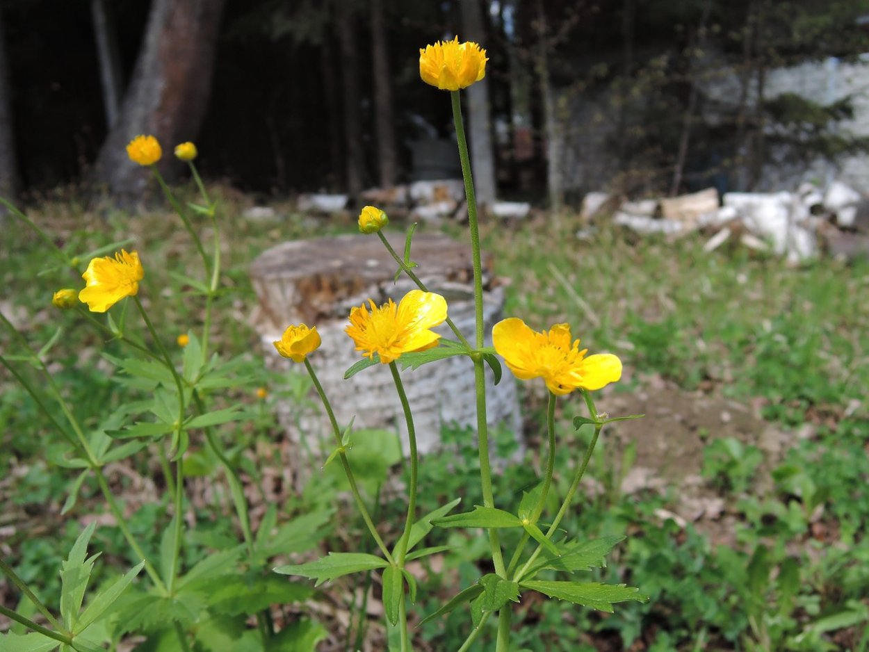 Лютик многоцветковый