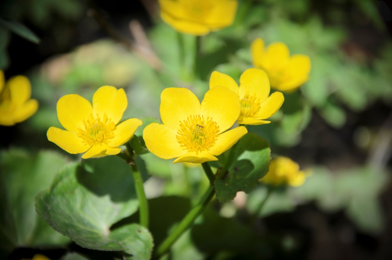 Лютик едкий Лютик обыкновенный