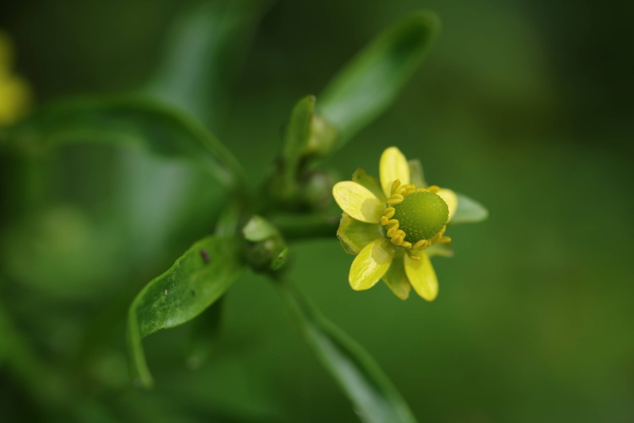 Лютик ядовитый