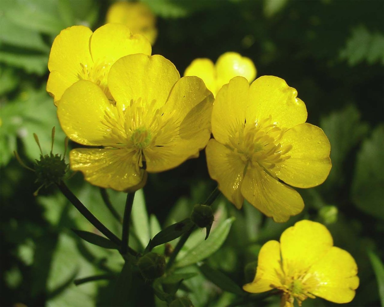 Цветы желтые Лютик ползучий