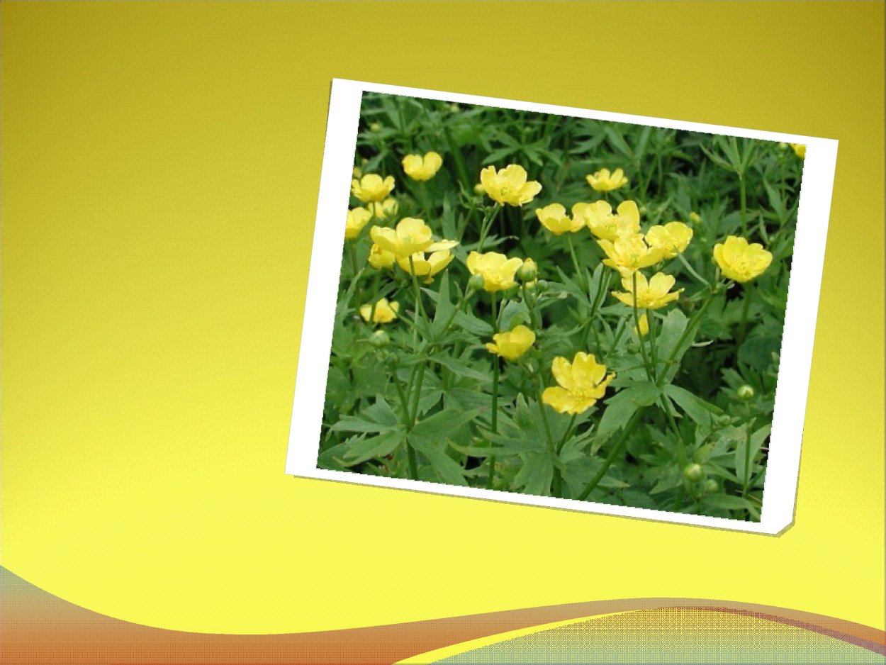 Лютик болотный