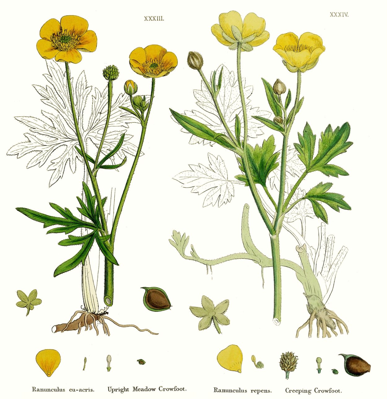 Лютик ядовитый