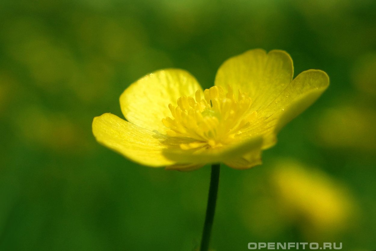 Лютик Луговой