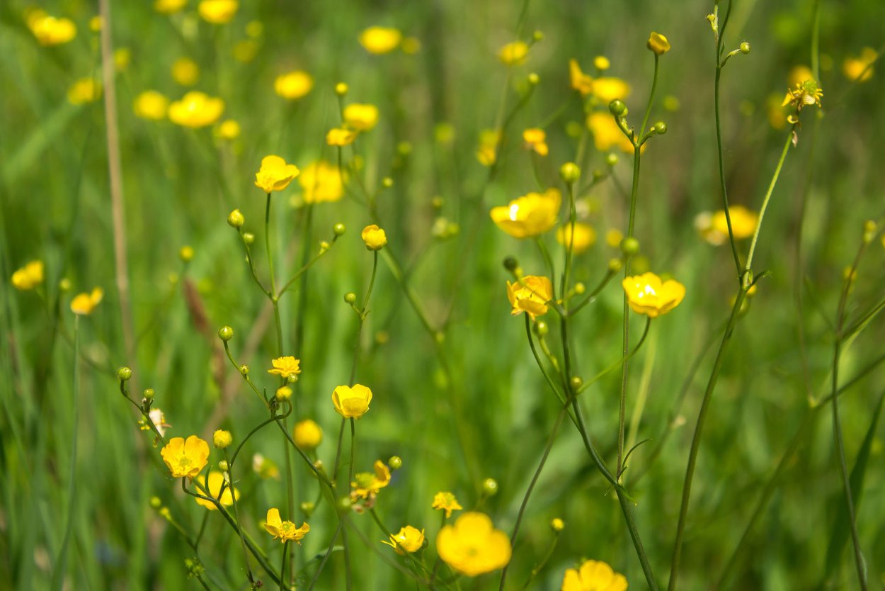 Полевые цветы лютики
