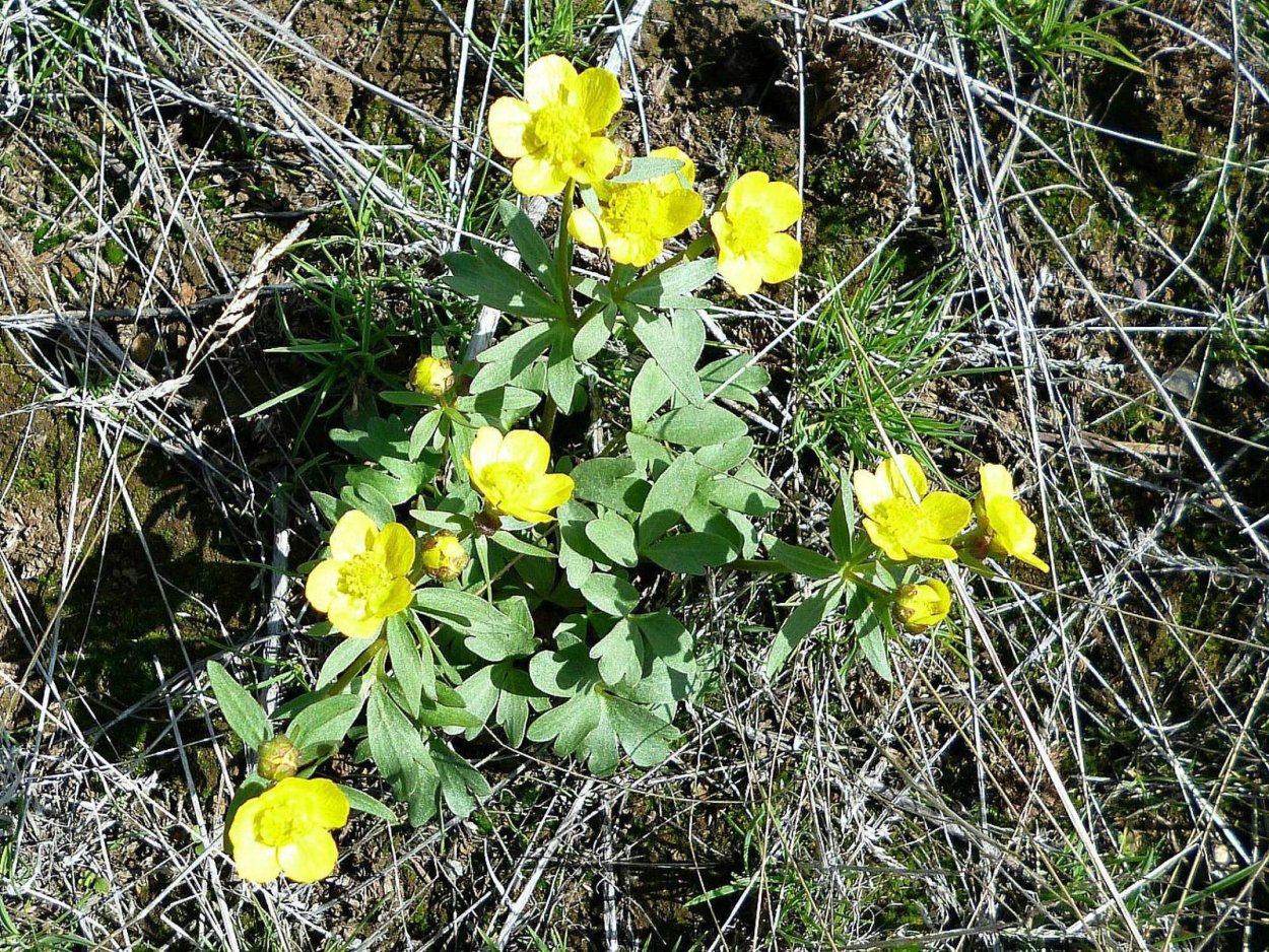 Лютик Луговой