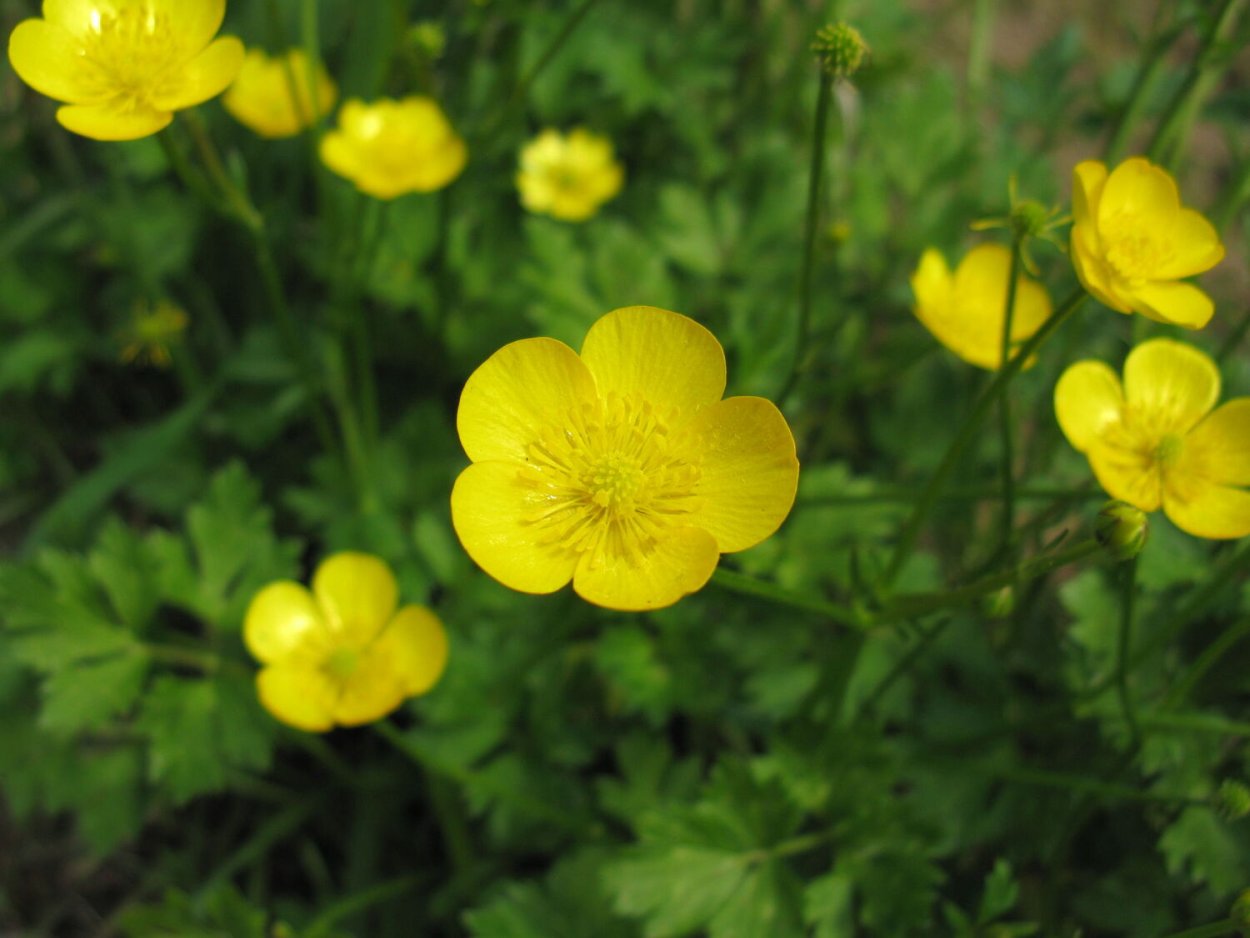 Лютик едкий – Ranunculus Acris l.