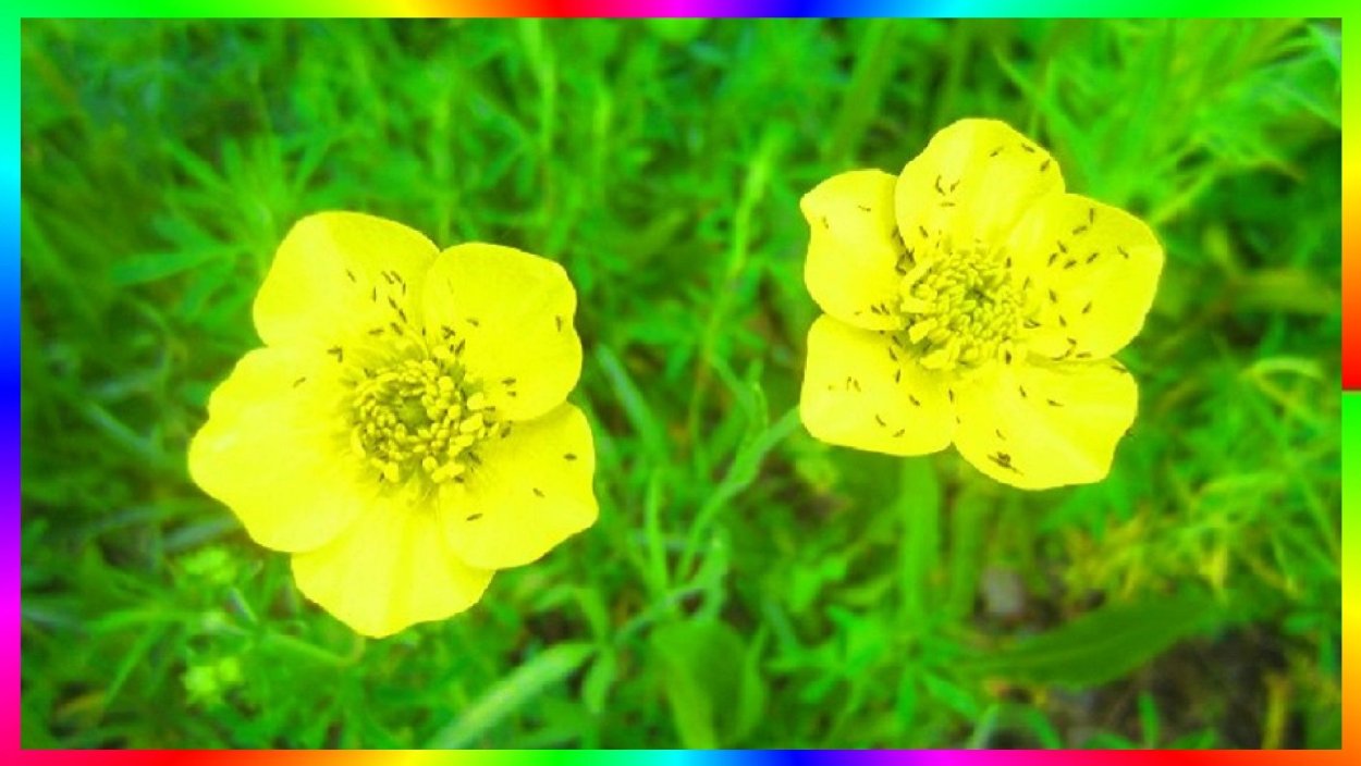 Лютик многолистный (Ranunculus polyphyllus)