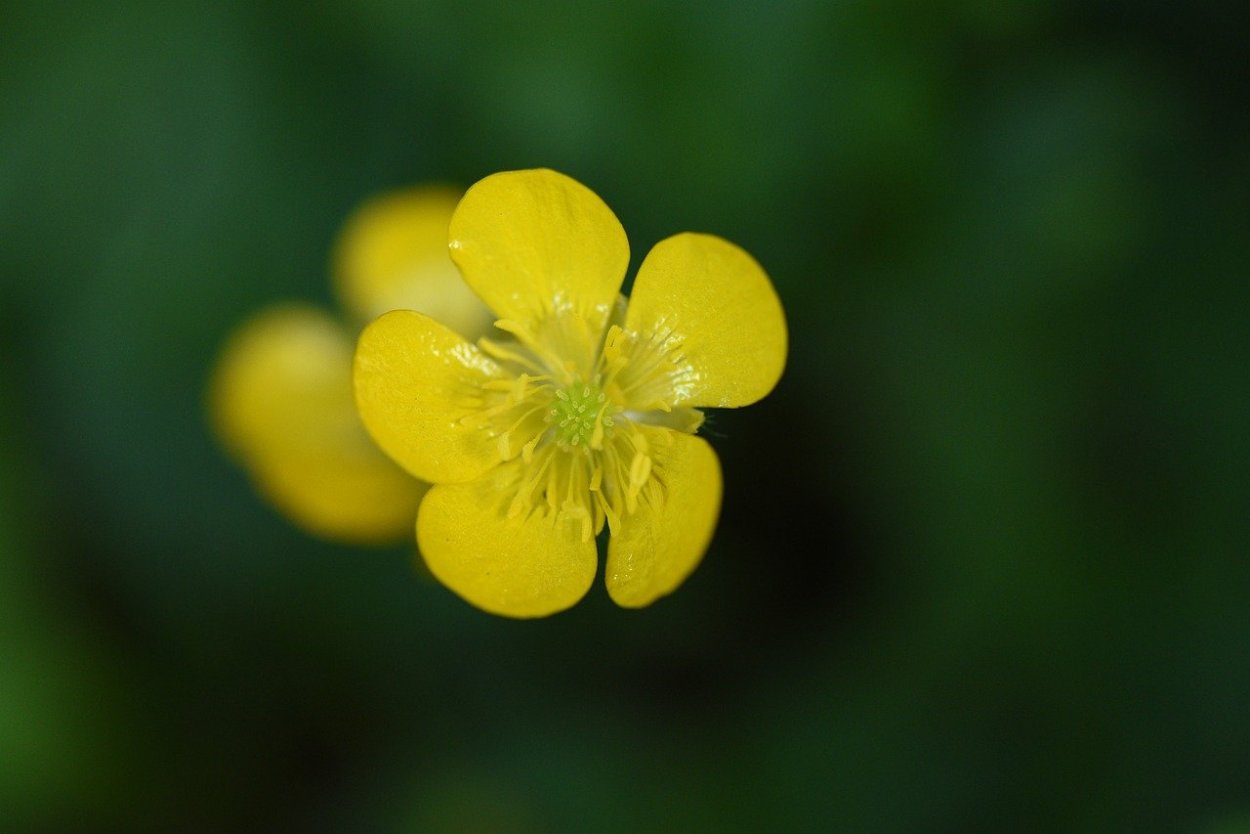 Лютик болотный желтый