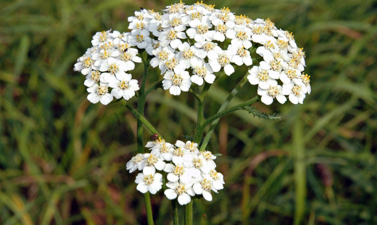 Целебная трава 4 буквы. Тысячелистник обыкновенный (Achillea millefolium). Тысячелистник обыкновенный (Achilléa millefólium). Тысячелистник тонколистный. Клевер тысячелистник.