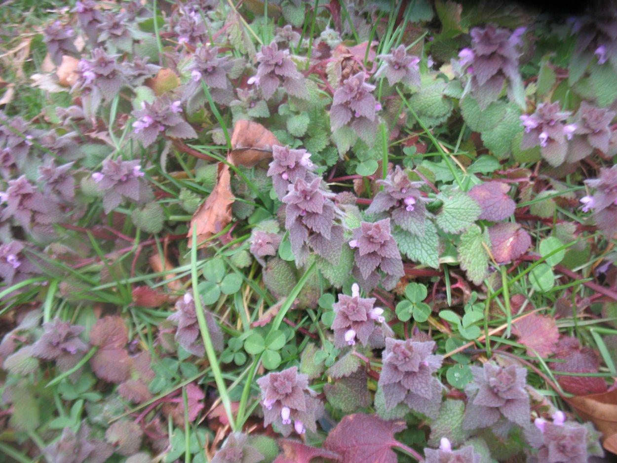 Сорняк с сиреневыми цветочками