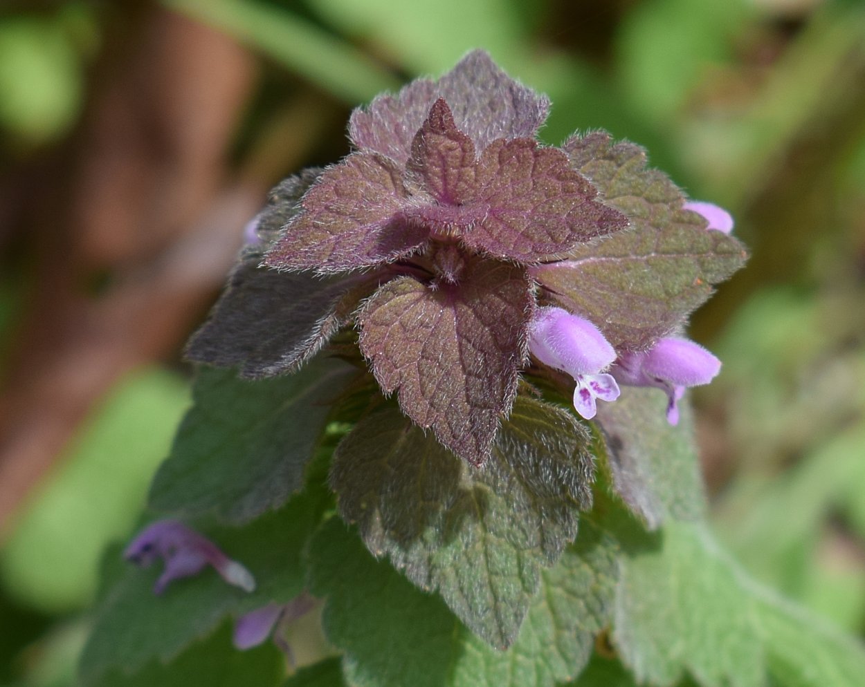 Фиолетовая мертвая крапива (Lamium purpureum)