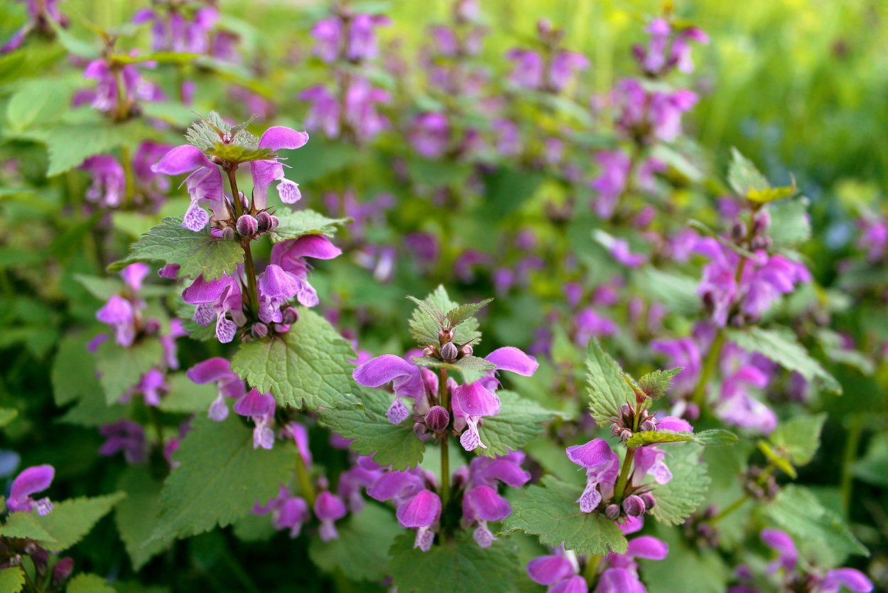 Крапива глухая яснотка