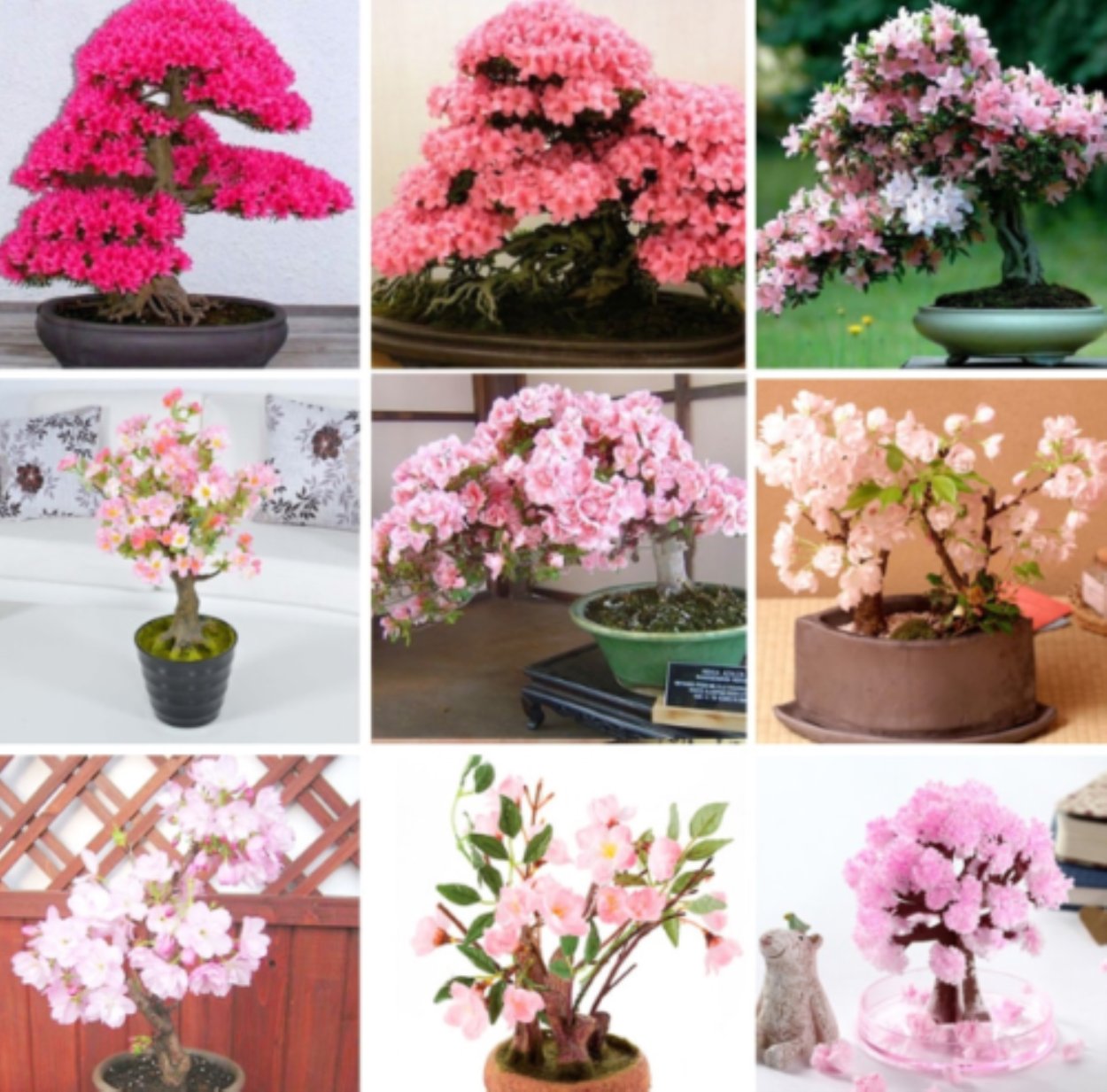 Семена японской Сакуры бонсай