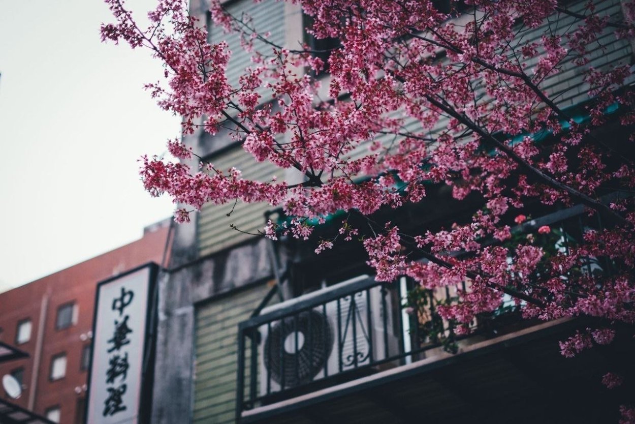 Икебана стиль бонсай