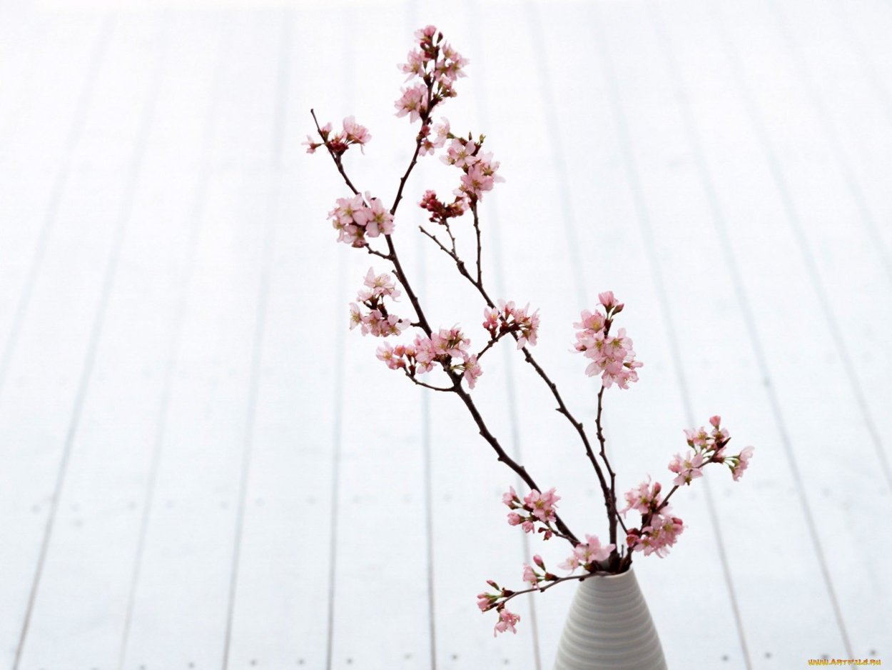 Сакура в вазе