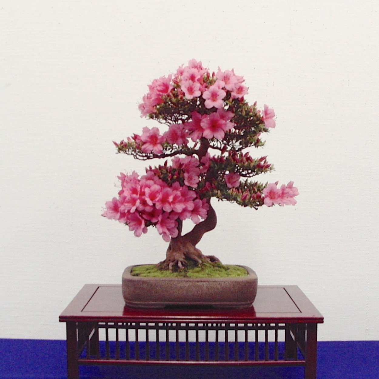 Бонсай Сакура