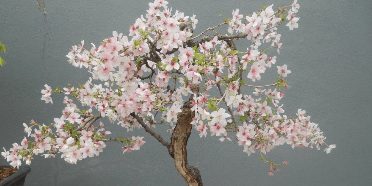 Бонсай дерево цветущее Сакура