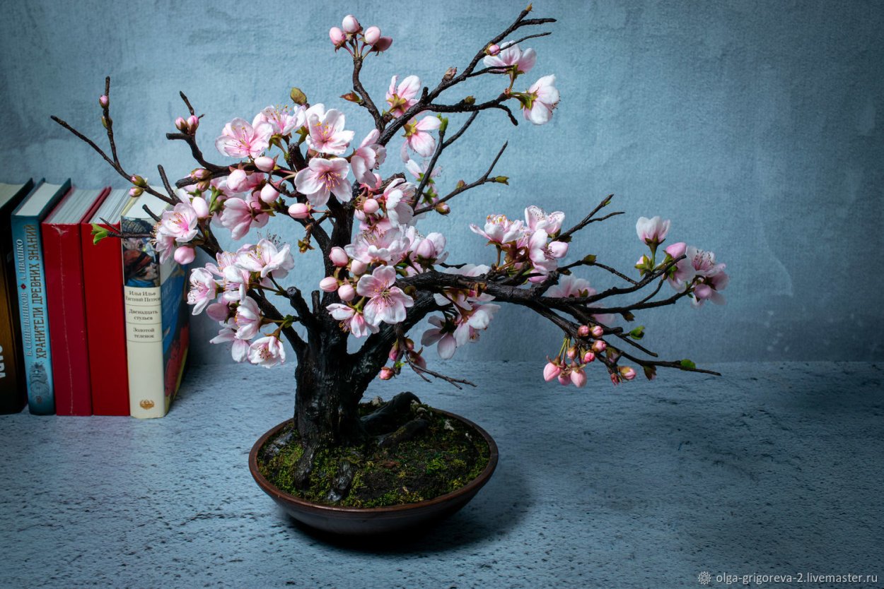 Комнатная Сакура