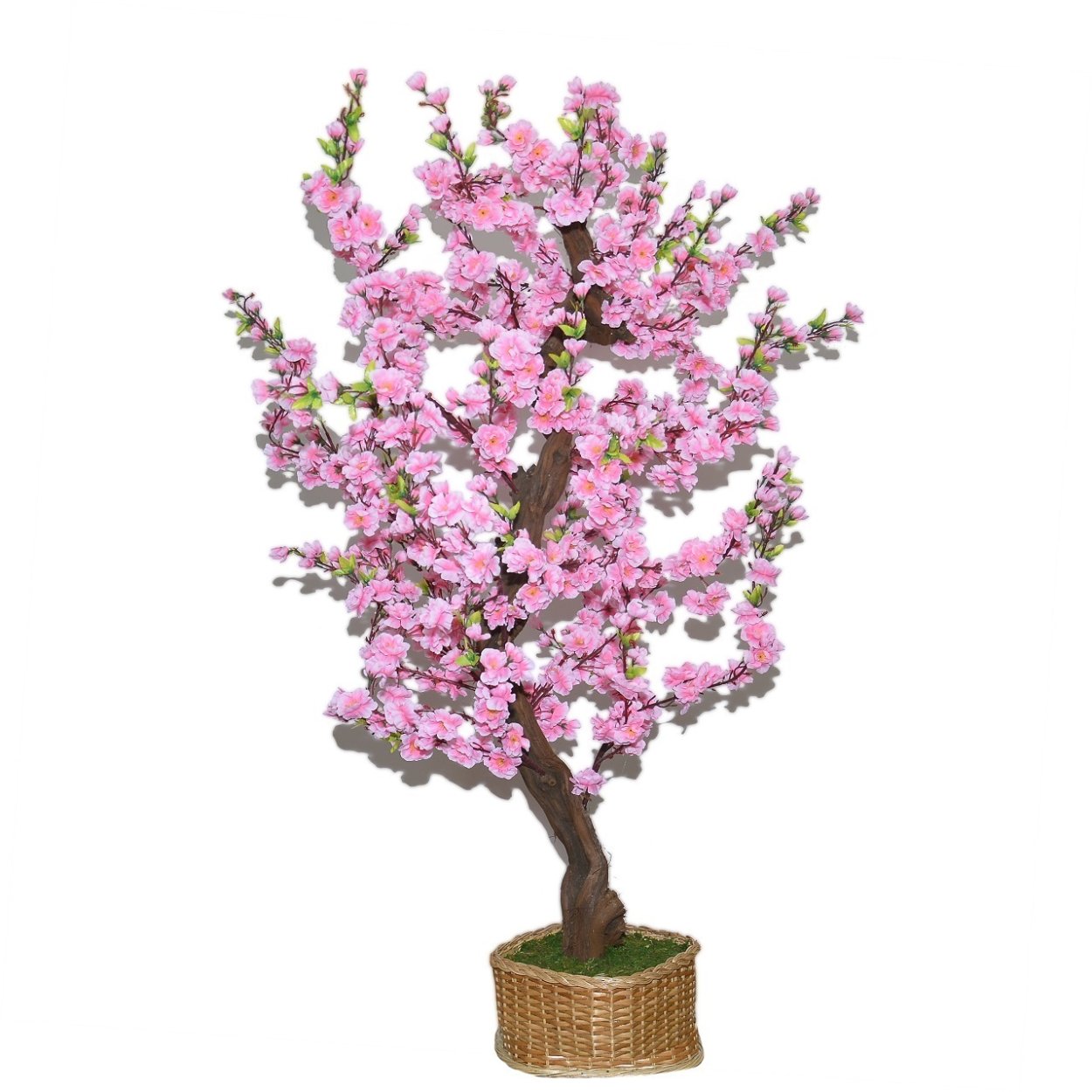 Бонсай Сакура