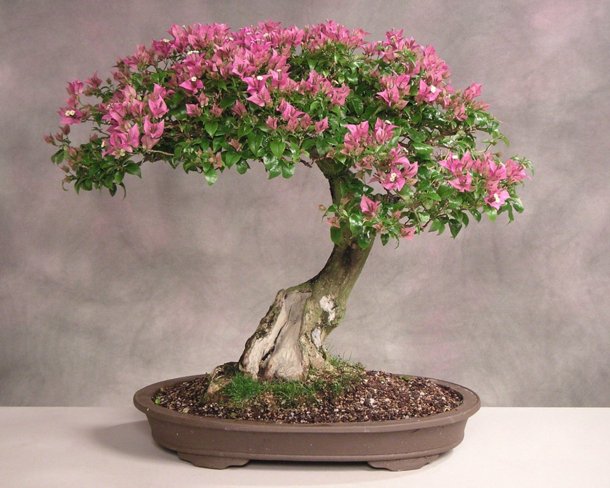 Бонсай вишня