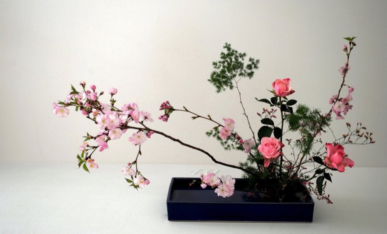 Бонсай Сакура