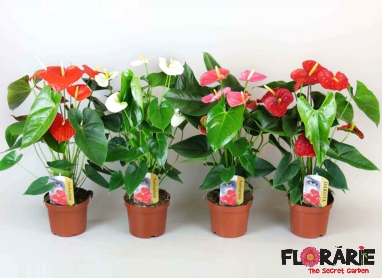 Антуриум Андре Гавайи