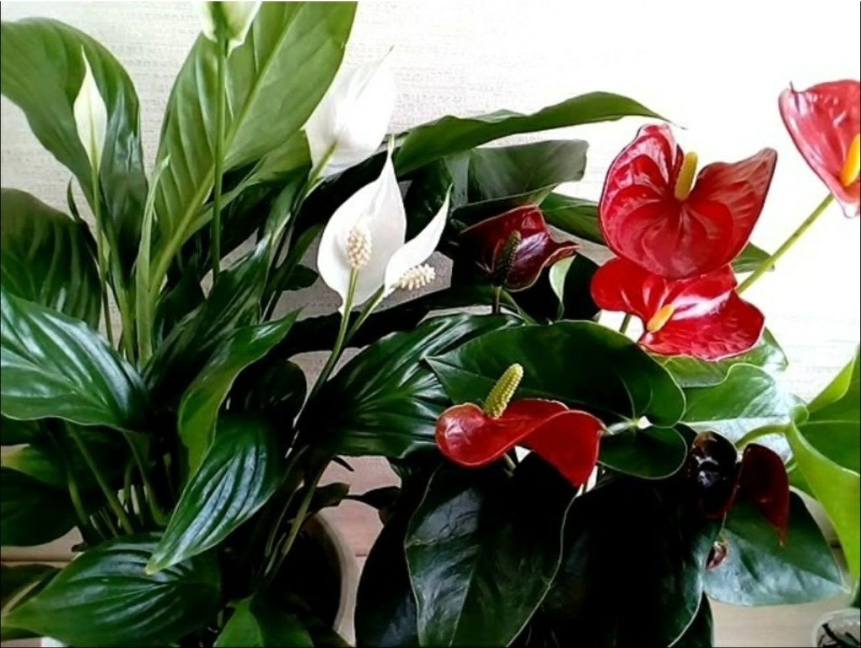 Спатифиллум Родина