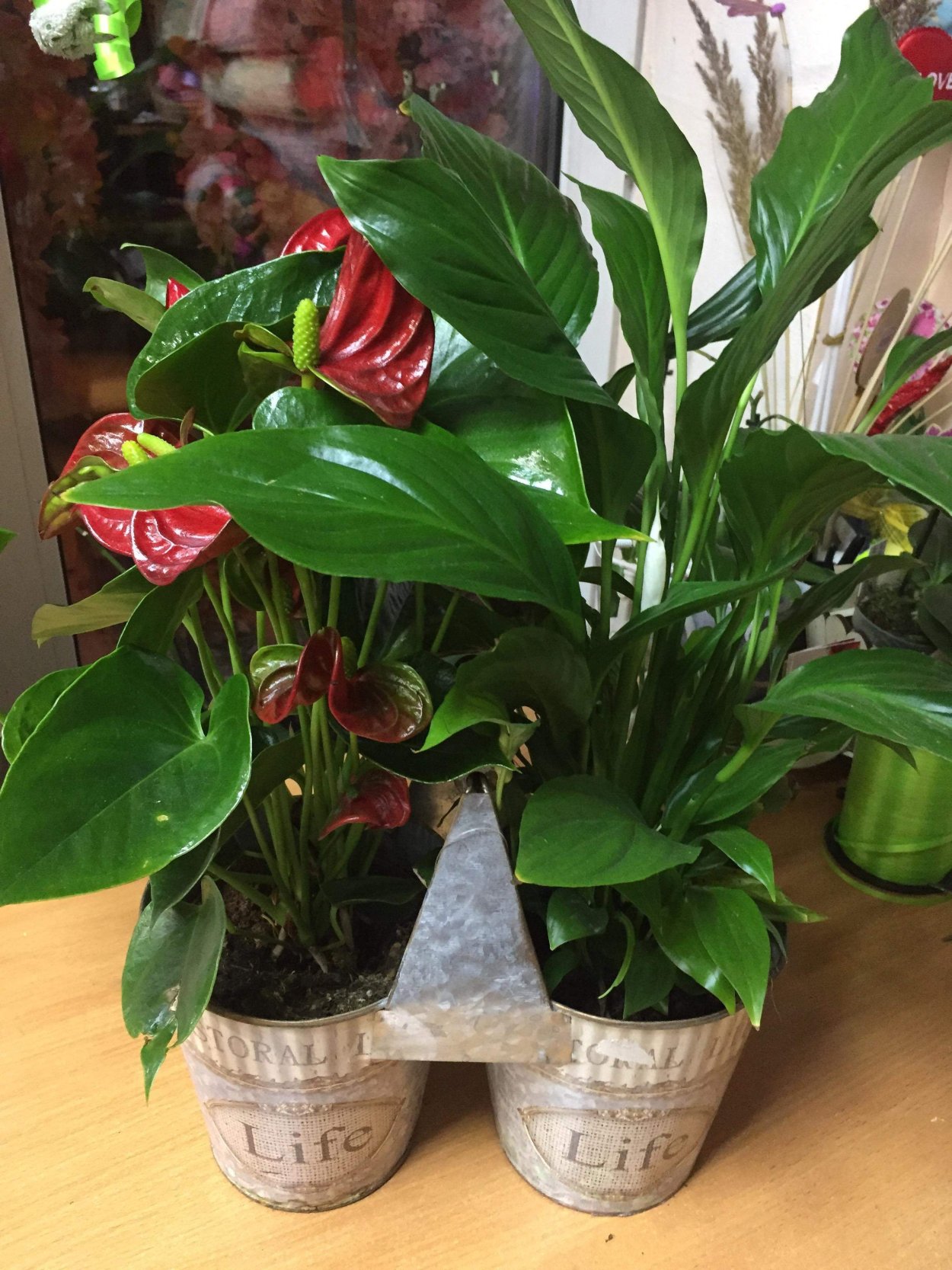 Спатифиллум Lemon Glow