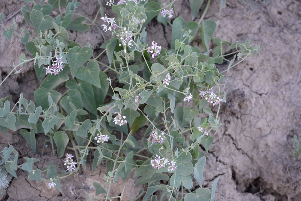 Ластовень ласточкин