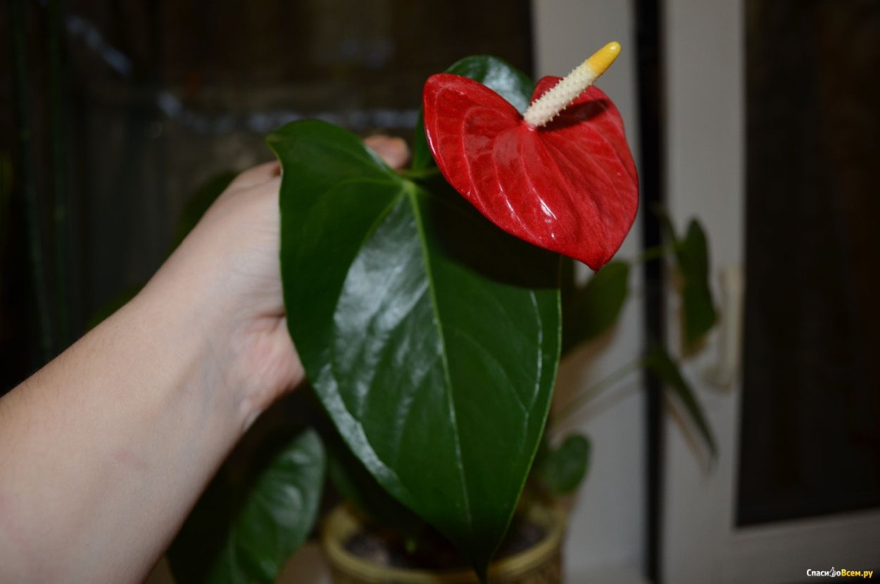 Антуриум коралловый