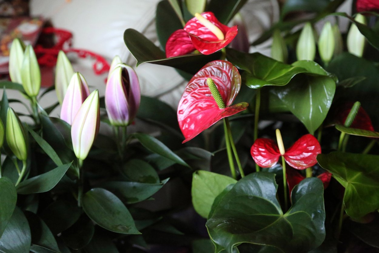Спатифиллум красный