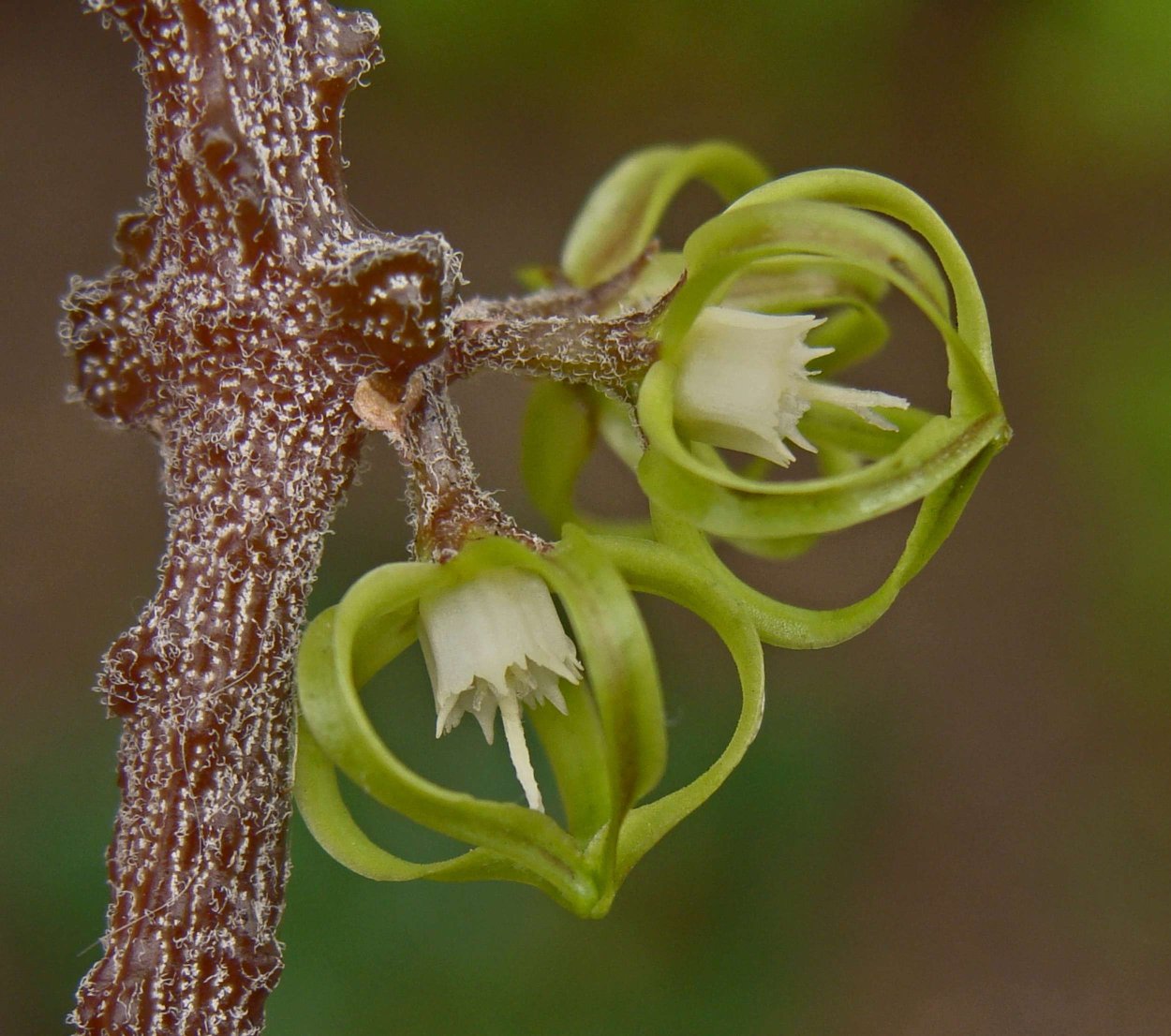 Ластовень, Цинанхум