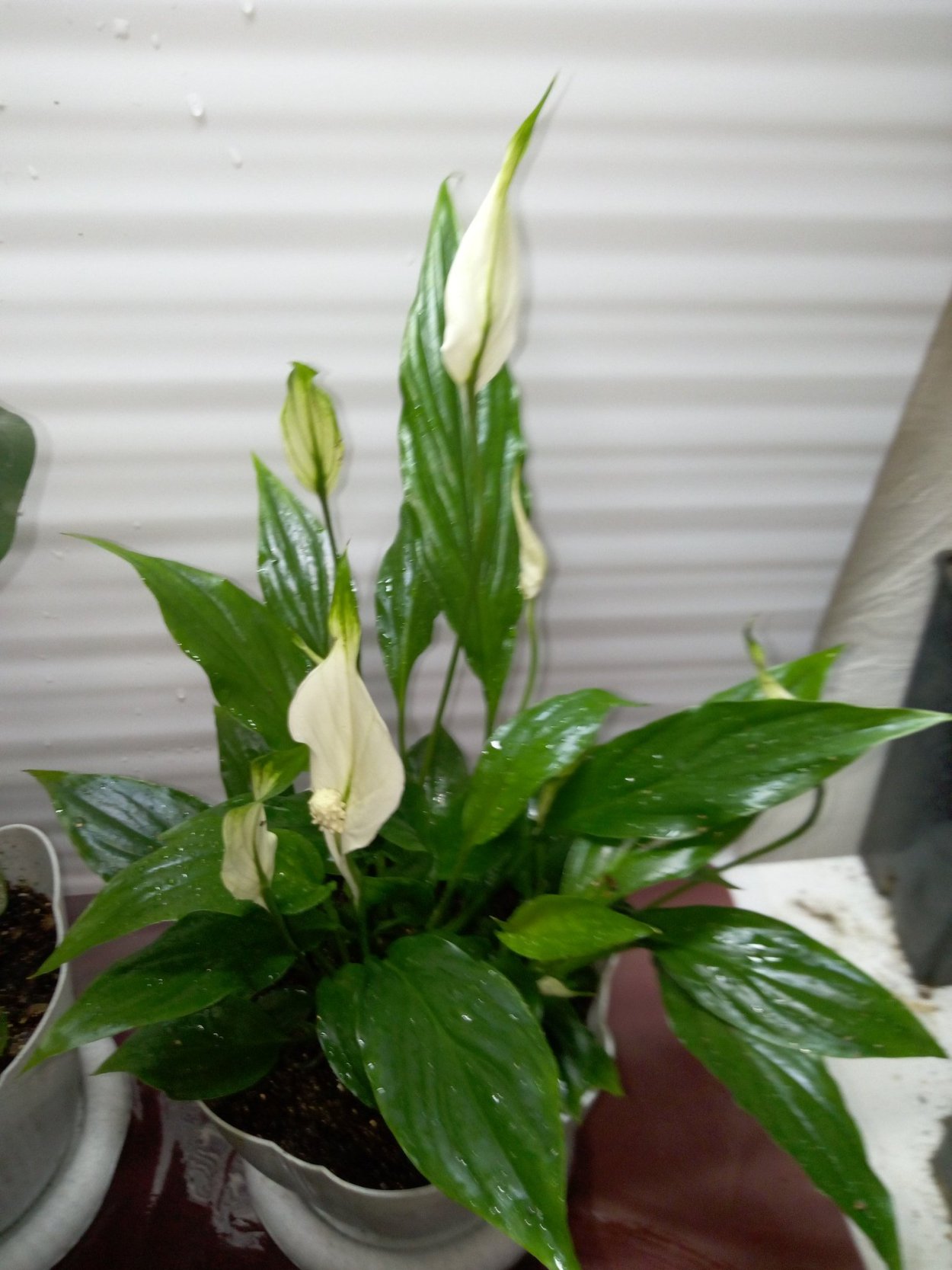 Антуриум Андре