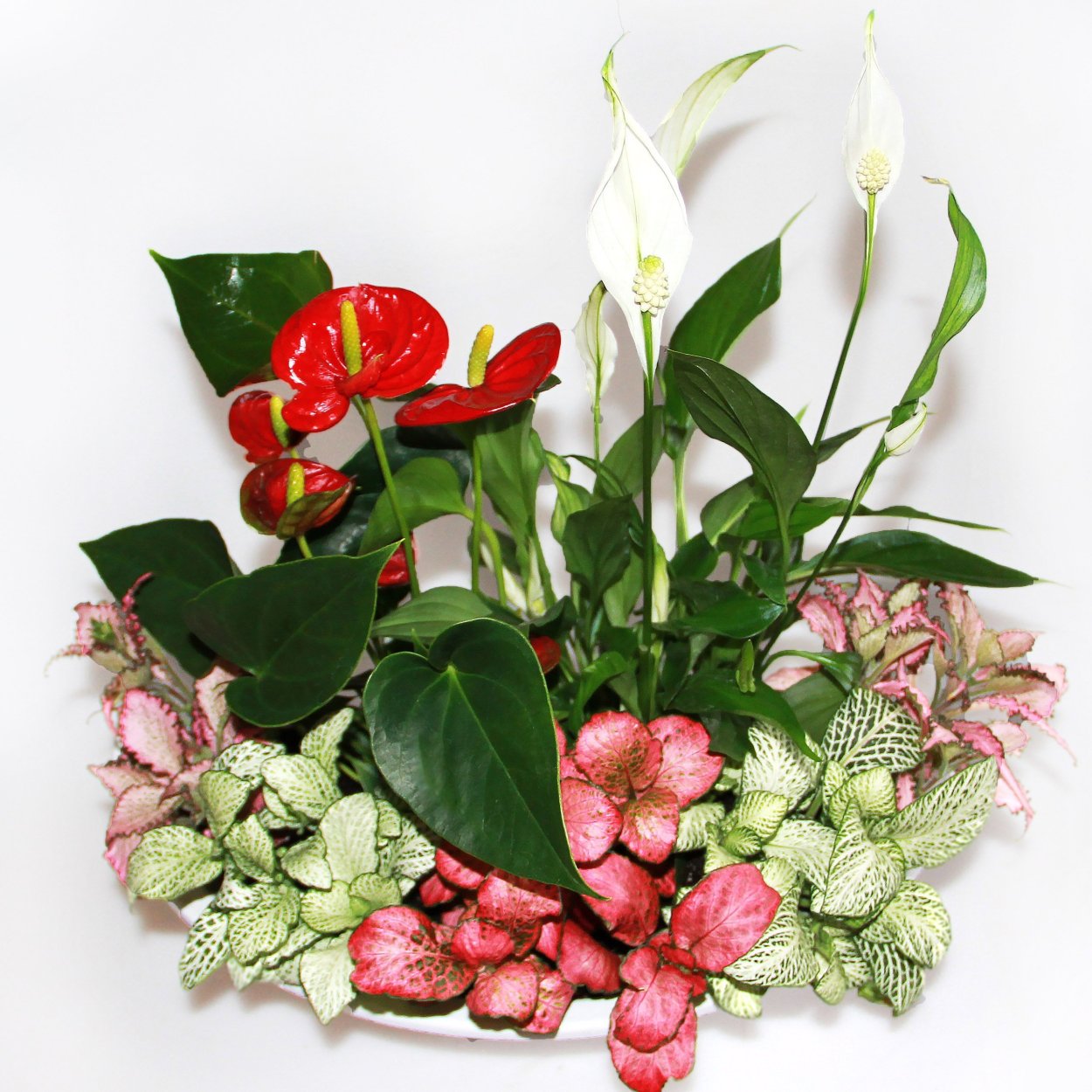 Антуриум красный