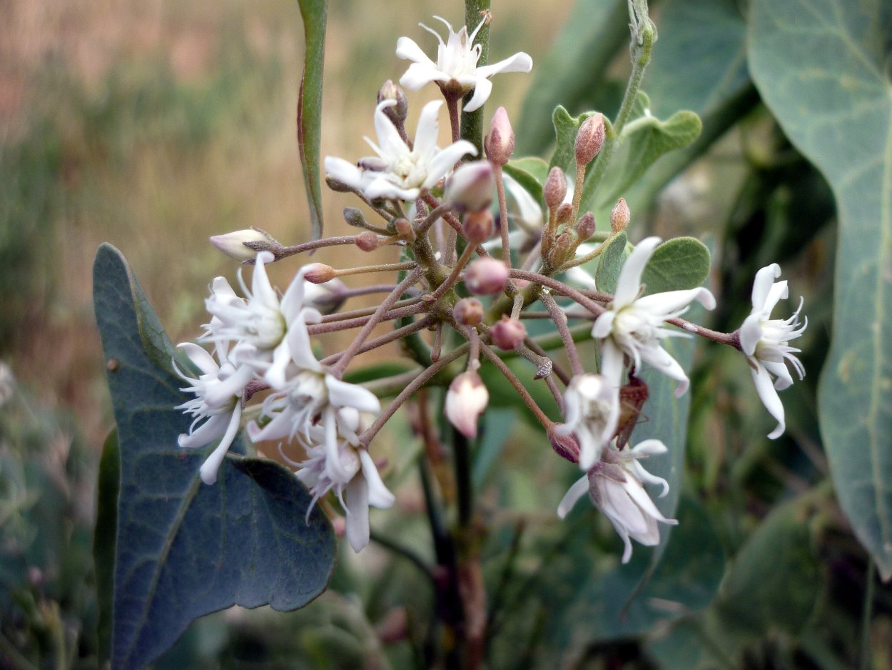 Cynanchum vanlessenii