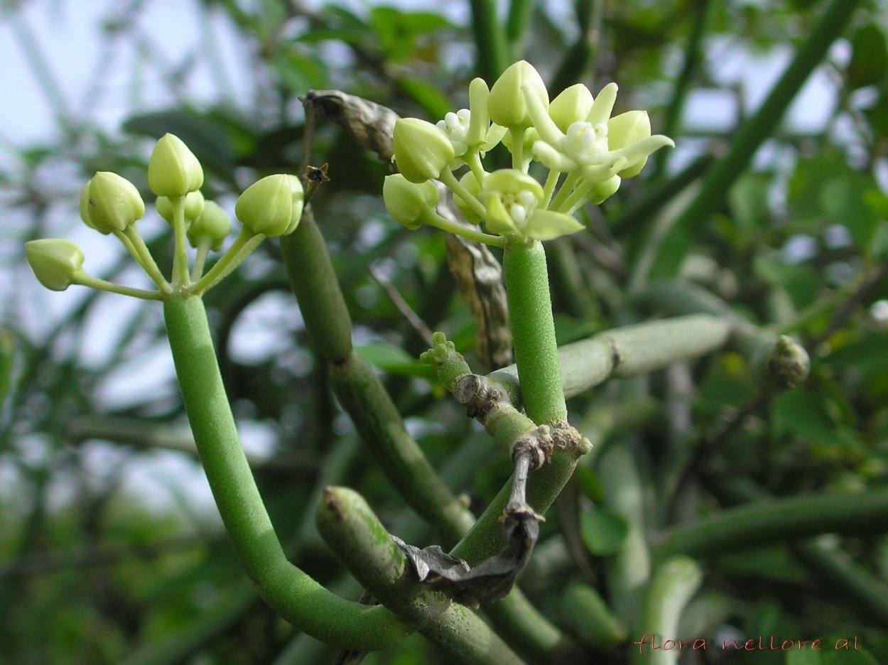 Ластовень острый Цинанхум острый