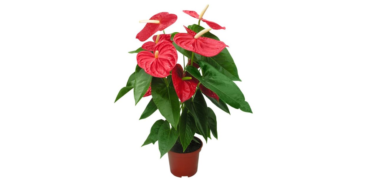 Замиокулькас спатифиллум Антуриум