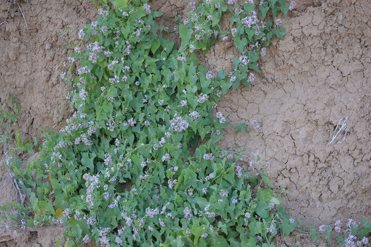 Euphorbia Antiquorum