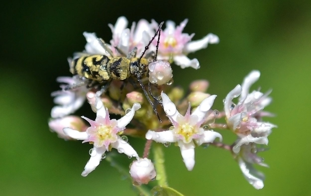 Цинанхум острый