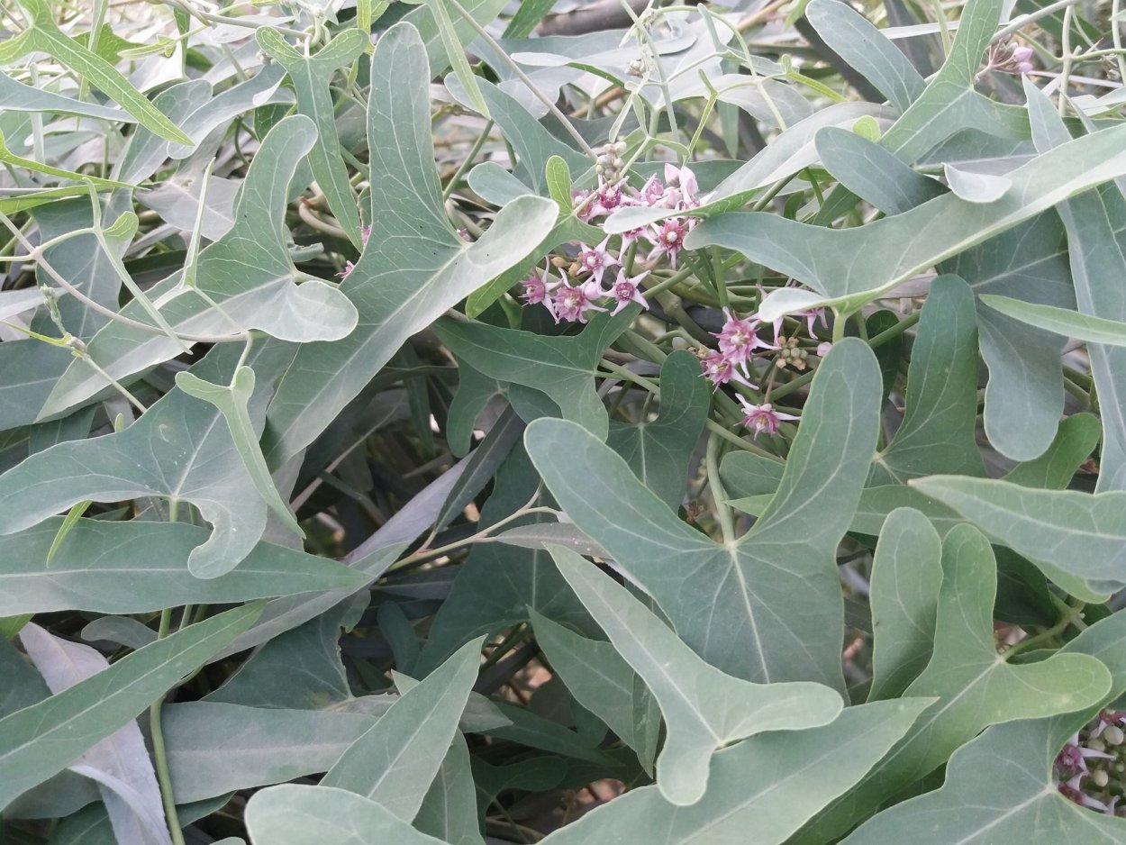 Apocynaceae семейство
