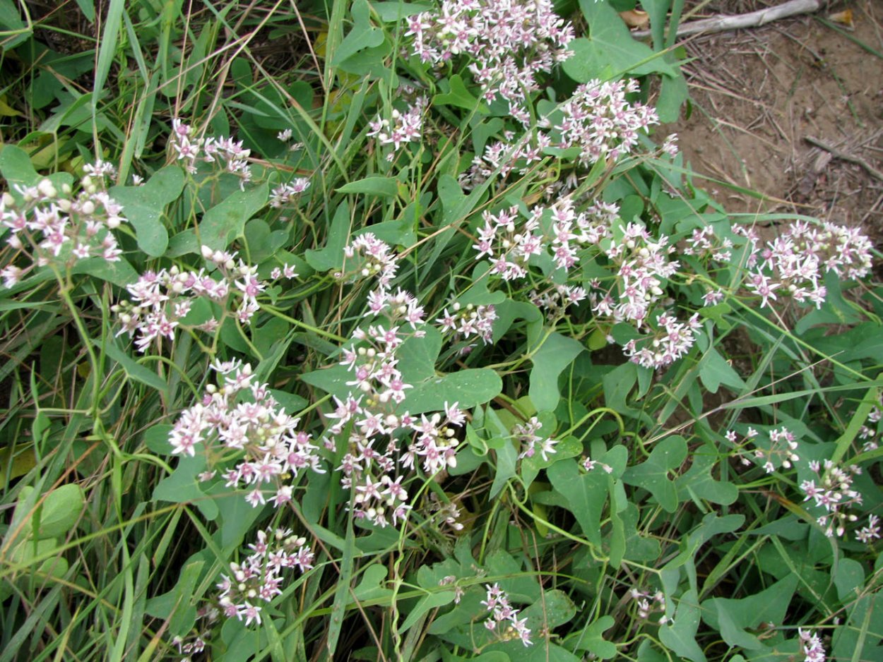 Ластовень черноватый