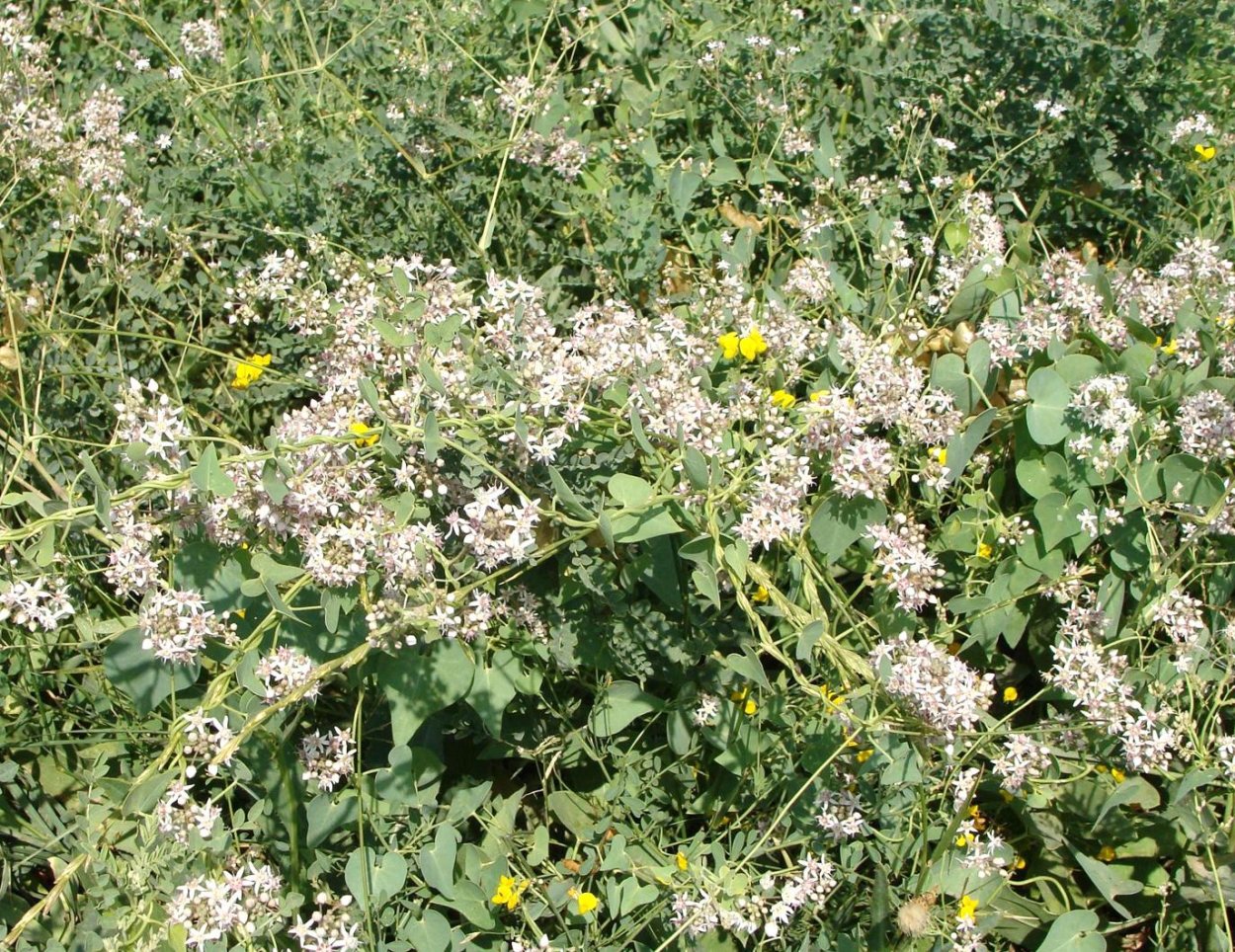 Цинанхум Ванлессена