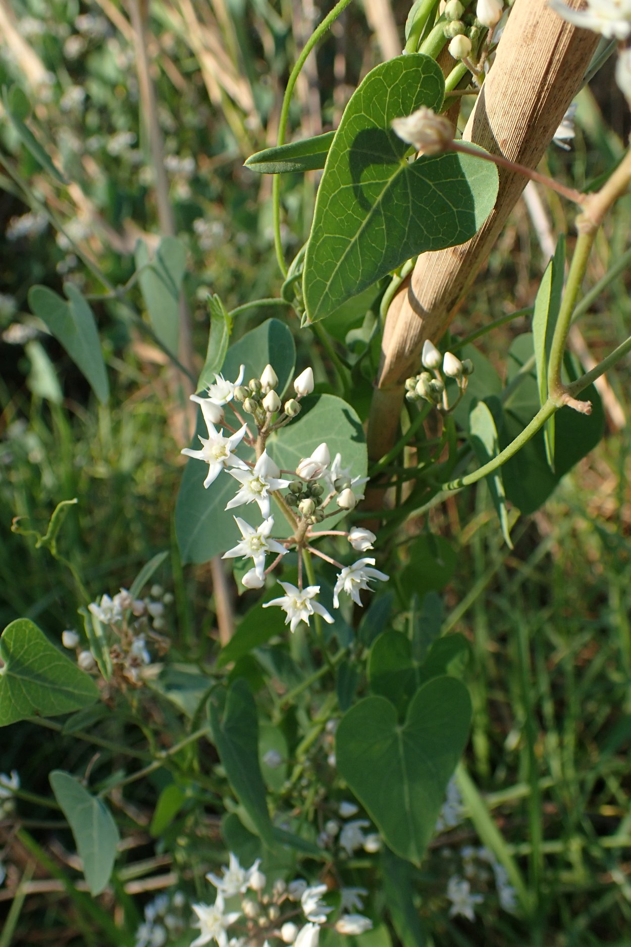 Ластовень Юзепчука
