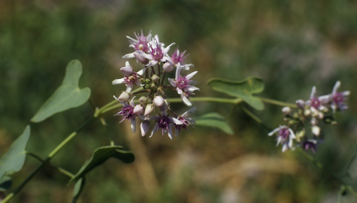 Ластовень острый Цинанхум острый