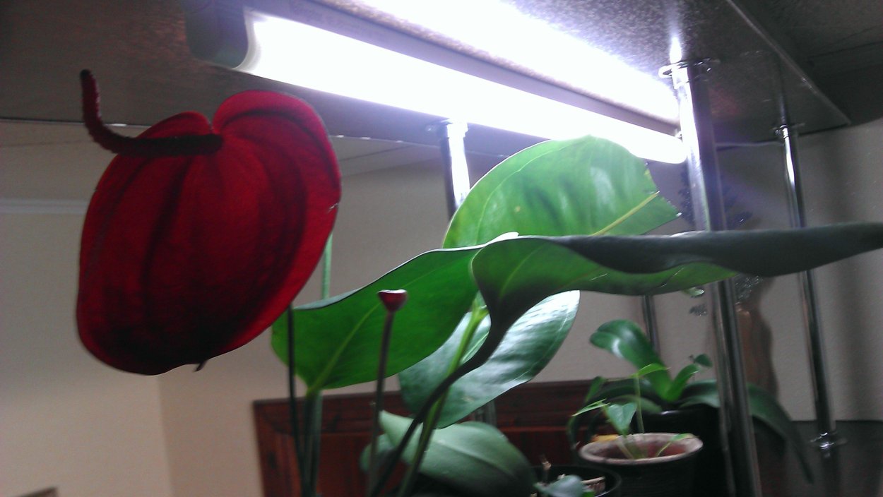 Антуриум Андре красный