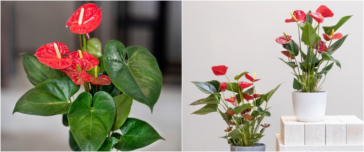 Цветок спатифиллум и Антуриум