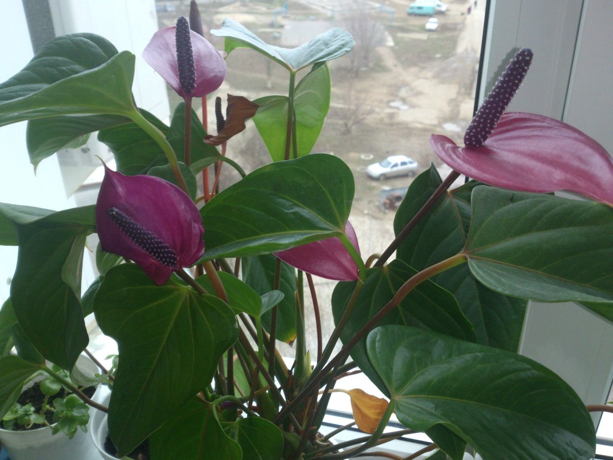 Горшок для антуриума