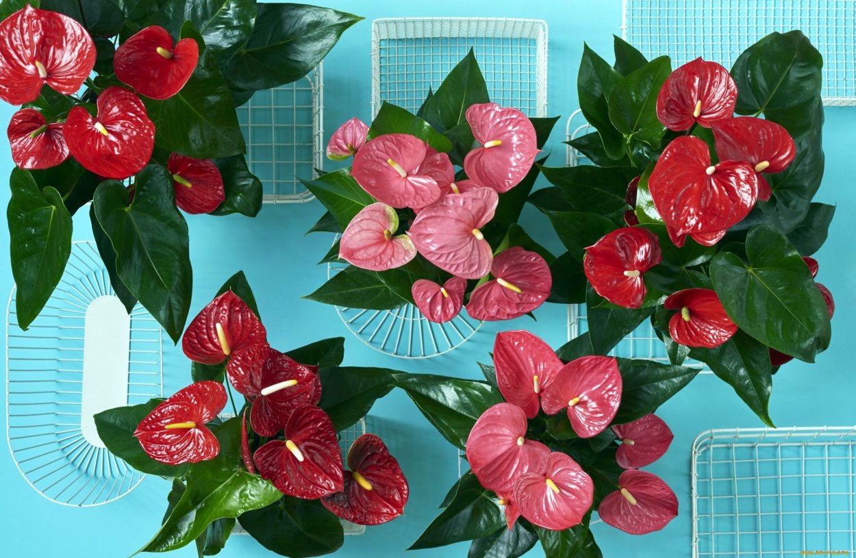 Антуриум Экселент