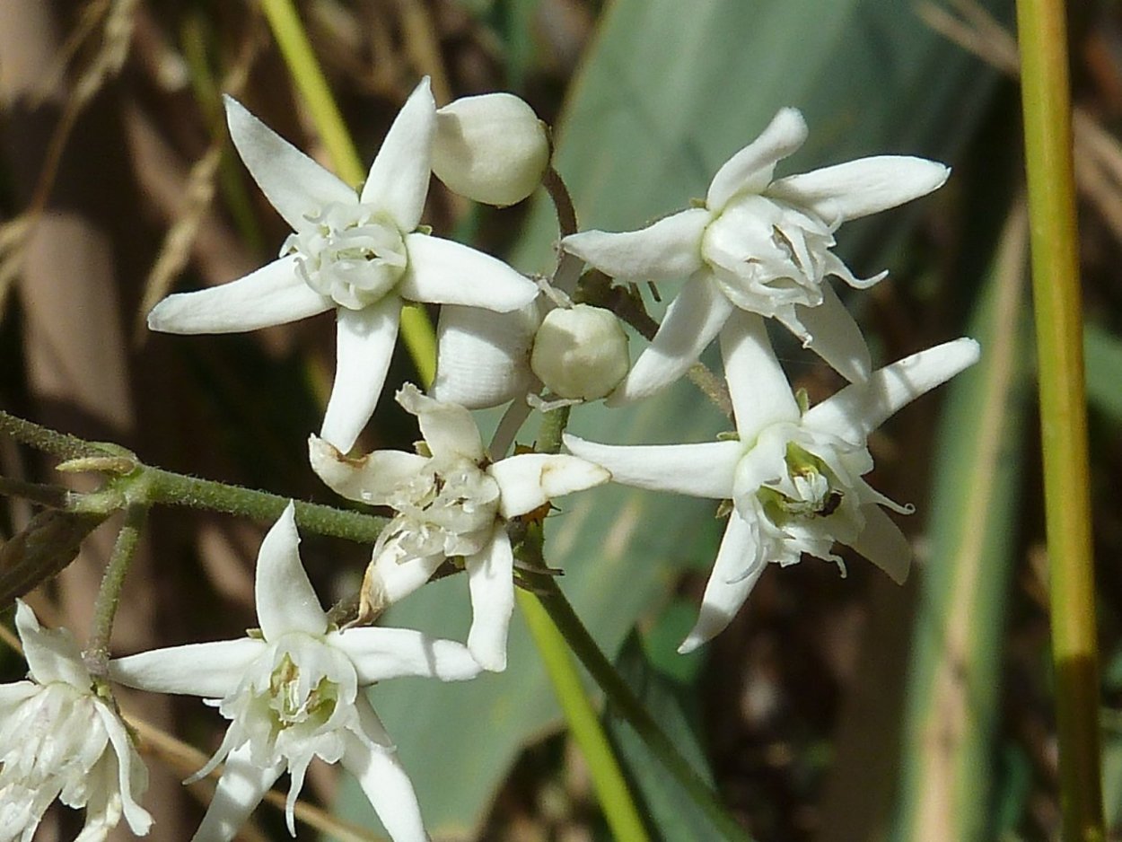 Cynanchum ascyrifolium