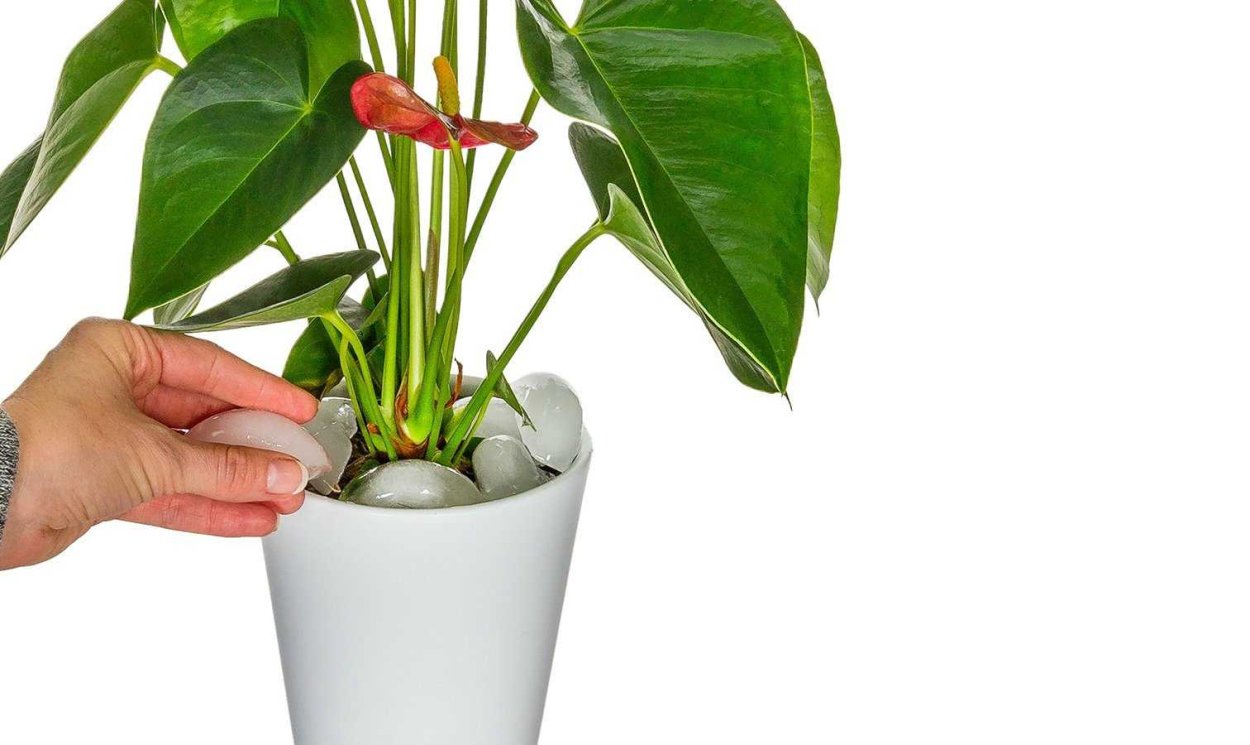 Антуриум белый